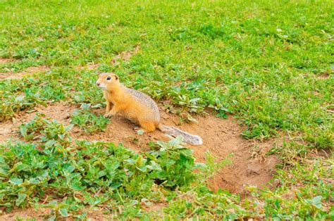 Funny Gopher In Natural Wildlife Stock Photo Image Of Field Green