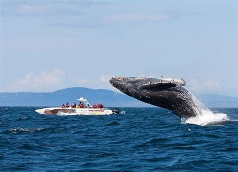 Eagle Wing Whale Watching Tours Victoria All You Need To Know