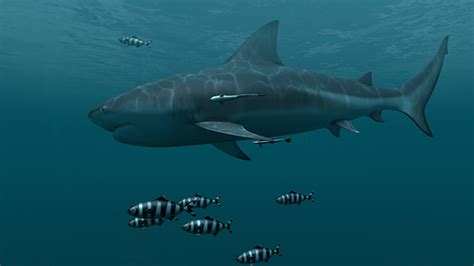 Fish 3d Screensavers Sharks Animated Wallpaper Deep Sea Lives Of
