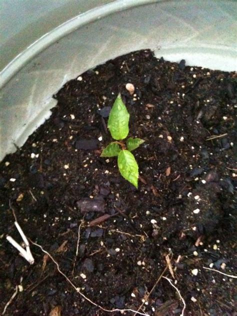 Can You Start A Cherry Tree From Seed Home And Garden Reference