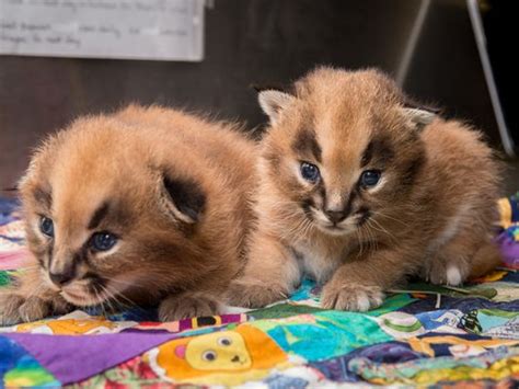 Where do caracal cats live? Caracal kitten For Sale Online | Buy Caracal kitten Online