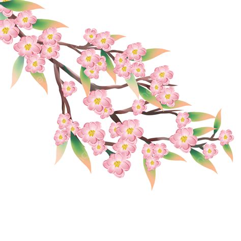 Peach Blossoms Pink Peach Blossom Full Blown Flowers Png Transparent