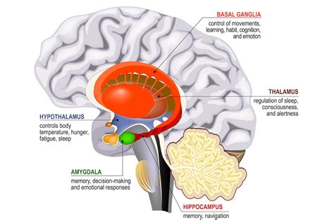 Emotional Intelligence Brain Structure
