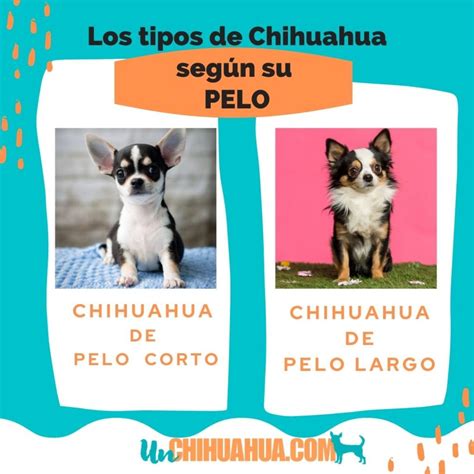 4 Tipos De Chihuahuas 🐾 Un Chihuahua