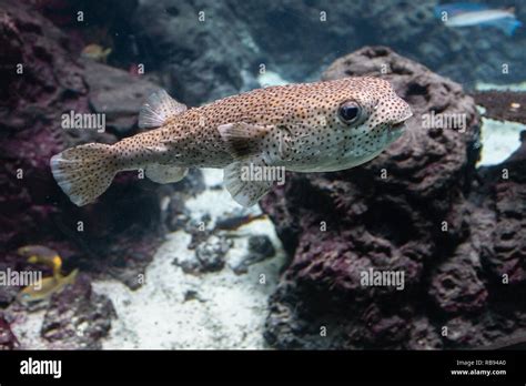 Cute Puffer Fish Swimming In An Aquarium Stock Photo Alamy