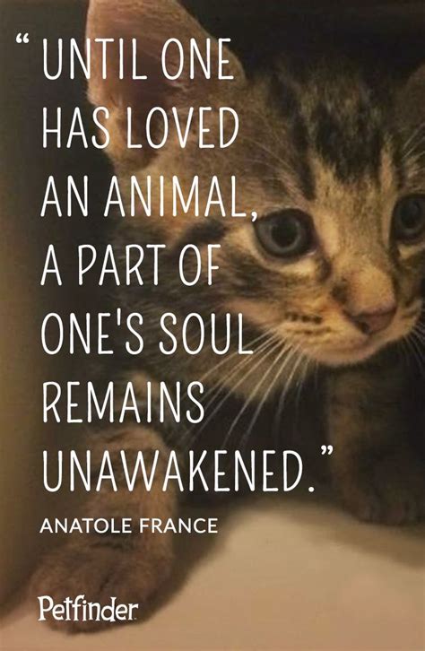 Maybe you would like to learn more about one of these? "Until one has loved an animal a part of one's soul remains unawakened." - Anatole France | Dog ...