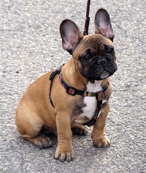 Luck french bulldogs is located in lubbock texas, home of the tx tech red raiders. Teaching your puppies right from the start - French ...