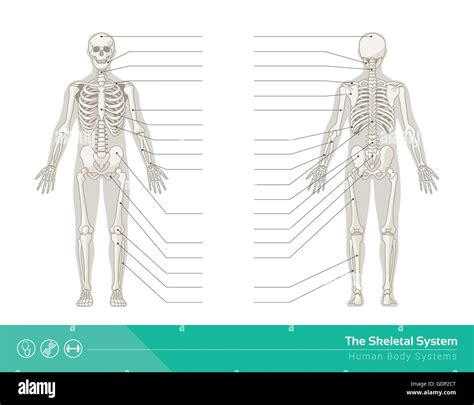 Human Skeletal System Labeled Front And Back