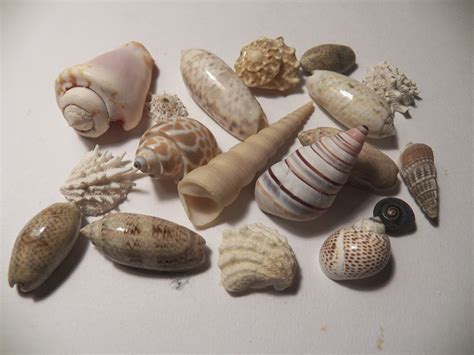 A Collection Of Sea Shells Free Stock Photo Public Domain Pictures