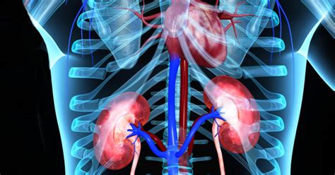 Rib Cage Organs Kidney Health Healthy