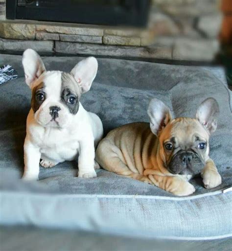 Welcome to french bulldog 101. Click visit site and Check out Hot Frenchie Shirts. This ...