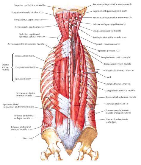 Back Muscles Anatomy Massage ModernHeal Com