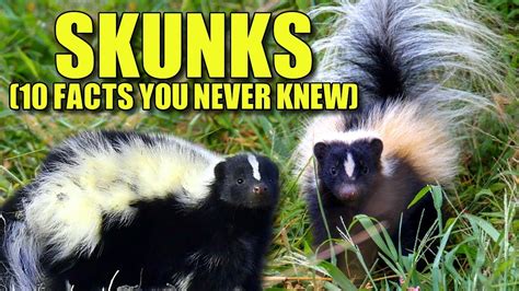 Skunk FACTS You NEVER KNEW YouTube