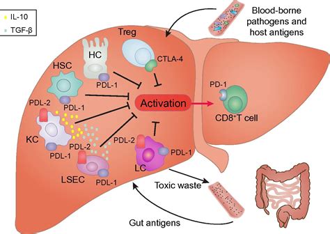 The Yin And Yang Of Evasion And Immune Activation In Hcc Journal Of Hepatology