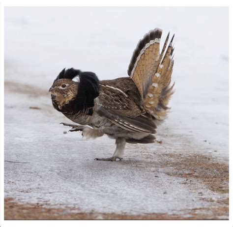 The Ruffed Grouse Game Bird With Extravagant Display Including