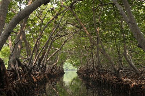bir mangrov habitat nedir