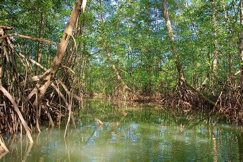 What Are The Special Features Of Plants Growing In Mangrove Habitats
