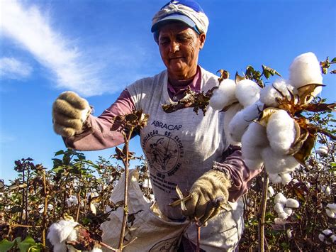 Cotton Description History Production Uses Botanical Name