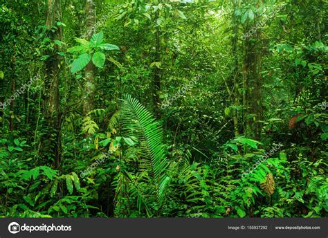 Fantastic Tropical Rainforest Stock Photo By ©szefei 155937292