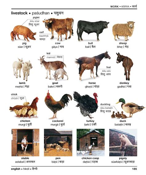 Farm Animals In Hindi Hindi Universiteit Leiden French Vocabulary