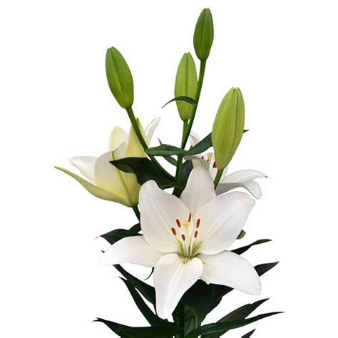 LILY LA SCANSANO 90cm 4 Wholesale Dutch Flowers Florist Supplies UK