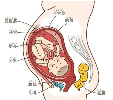 胎盤の基礎｜完成時期や役割・妊娠中の胎盤トラブルと予防法を解説【妊娠初期の方へ】