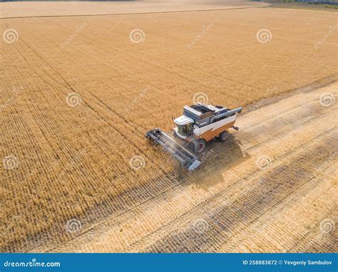 Harvest Wheat Grain And Crop Aerial Viewharvesting Wheatoats Barley