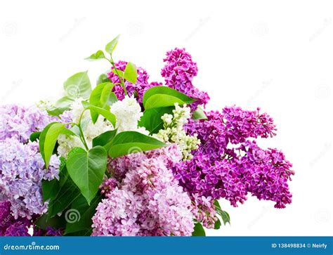 Fresh Lilac Flowers Stock Photo Image Of Isolated Beauty 138498834