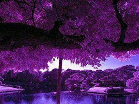 Purple Zen Wallpapers Top Free Purple Zen Backgrounds Wallpaperaccess