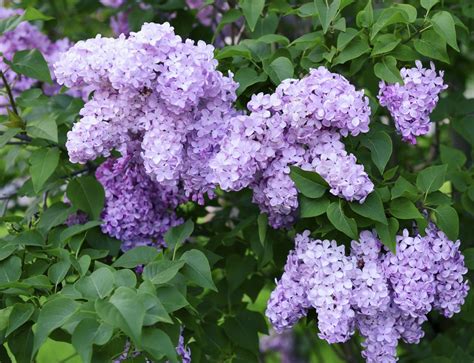 Read This If You Dont Know How To Prune Lilac Bushes The Right Way