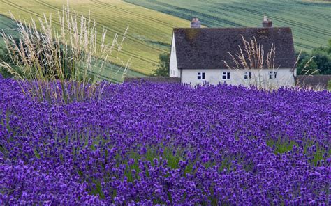 Best 43 Provence Lavender Wallpaper On Hipwallpaper