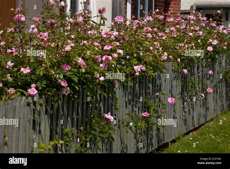 Climbing Pink Roses Over A Cottage Picket Fence England Stock Photo