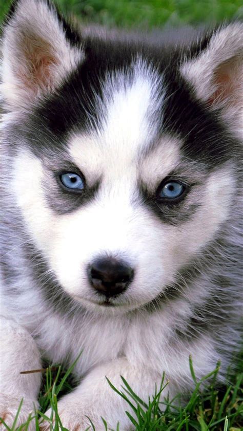 Bestof You Great Really Cute Baby Husky Puppies With Blue Eyes Of The