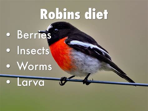 Diets For Birds By Tracie French
