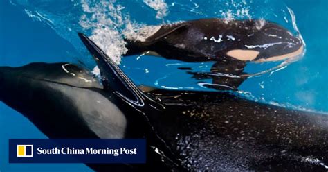 Chinese Marine Parks Orca Breeding Programme Is Indefensible South China Morning Post