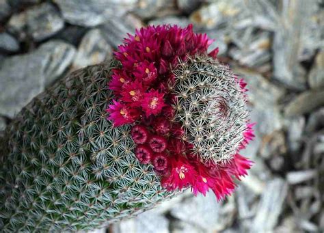 descobrir 100 image fotos de flor de cactus pt
