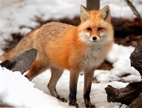 The Red Fox Vulpes Vulpes Parents Alliance Of Prince