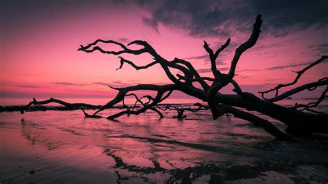 Wallpaper Landscape Sunset Sea Nature Reflection Plants Branch