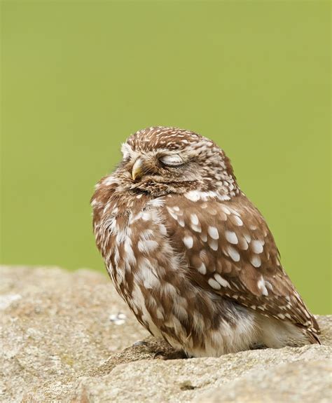 Sleepy Little Owl A Very Relaxed Little Owl Claire Flickr