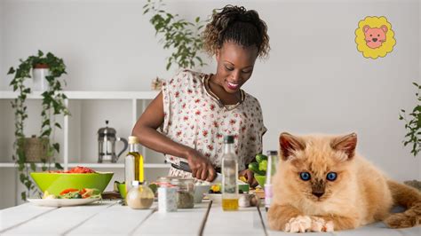 Katzenfutter Selber Machen 8 Leckere Selbstgemachte Rezepte Tierewissen
