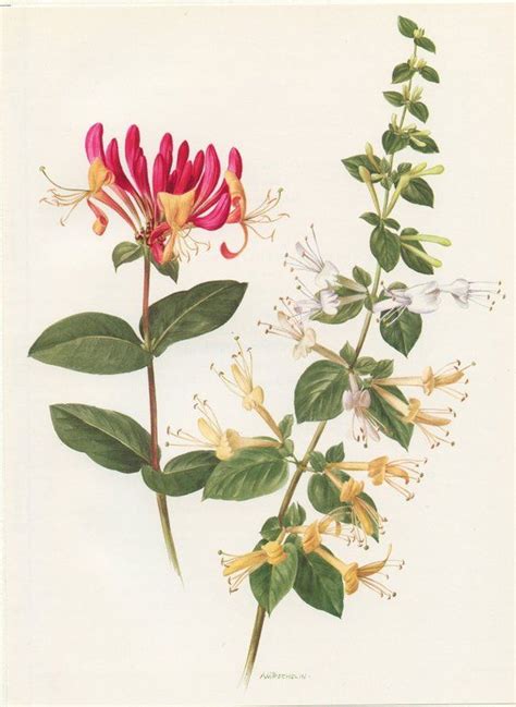 Honeysuckle Botanical Art From 1972 Vintage Vine Botanical Print Pink