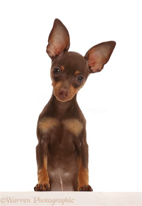 Dog Brown And Tan Miniature Pinscher Puppy Paws Over Photo Wp45844