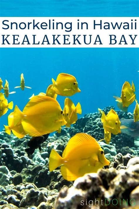 The Best Snorkel Tour On Big Island Hawaii Kealakekua Bay Big Island