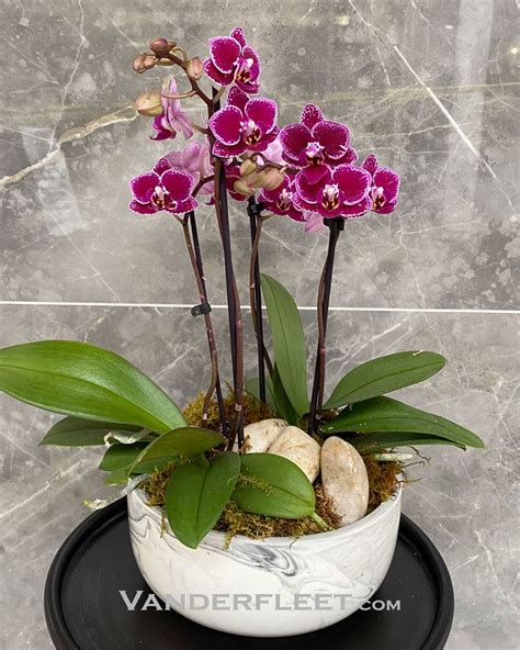 Mini Phalaenopsis Orchid Planter