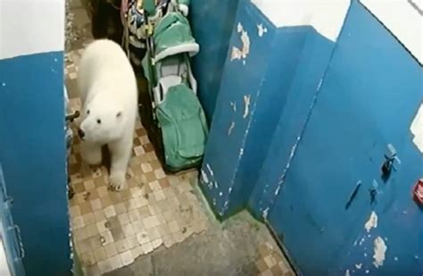 Polar Bears Invade Town In Russias Novaya Zemlya Archipelago Driven
