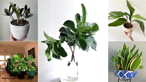7 Houseplant That Can Survive Cold Temperatures ~