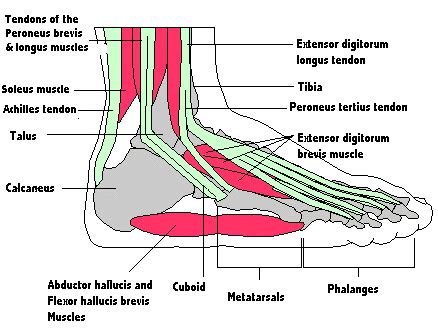 Don't forget to share this picture with others via. Foot muscles and tendons - Footmech podiatry | Foot types ...