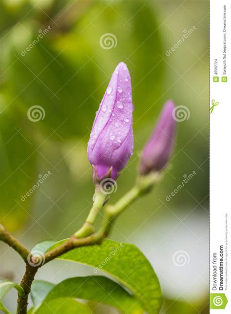 Budding Purple Flower With Raindrops Stock Photo Image Of Branch