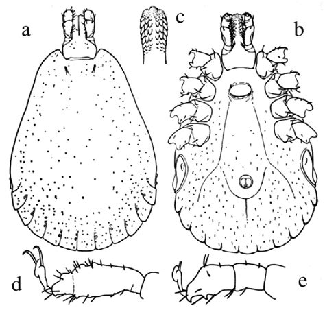 Amblyomma Fulvum Male A Dorsal View Bventral View C Hypostome D