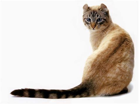 cat lucky american curl cat breed